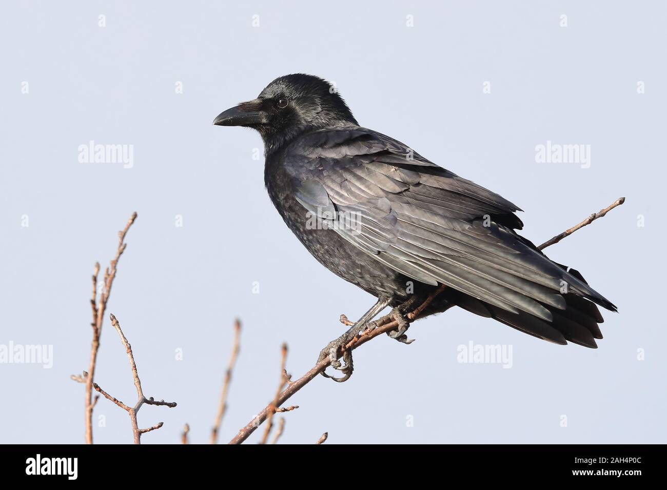 Cornacchia Foto Stock