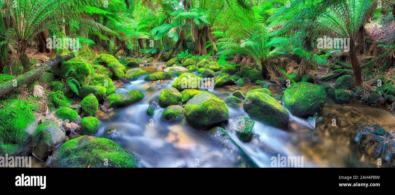 Colonna creek nel profondo della foresta pluviale sempreverde di Tasmania in Australia - lussureggiante fogliame degli alberi di felci e palme intorno fluente sfocato il flusso d'acqua. Foto Stock