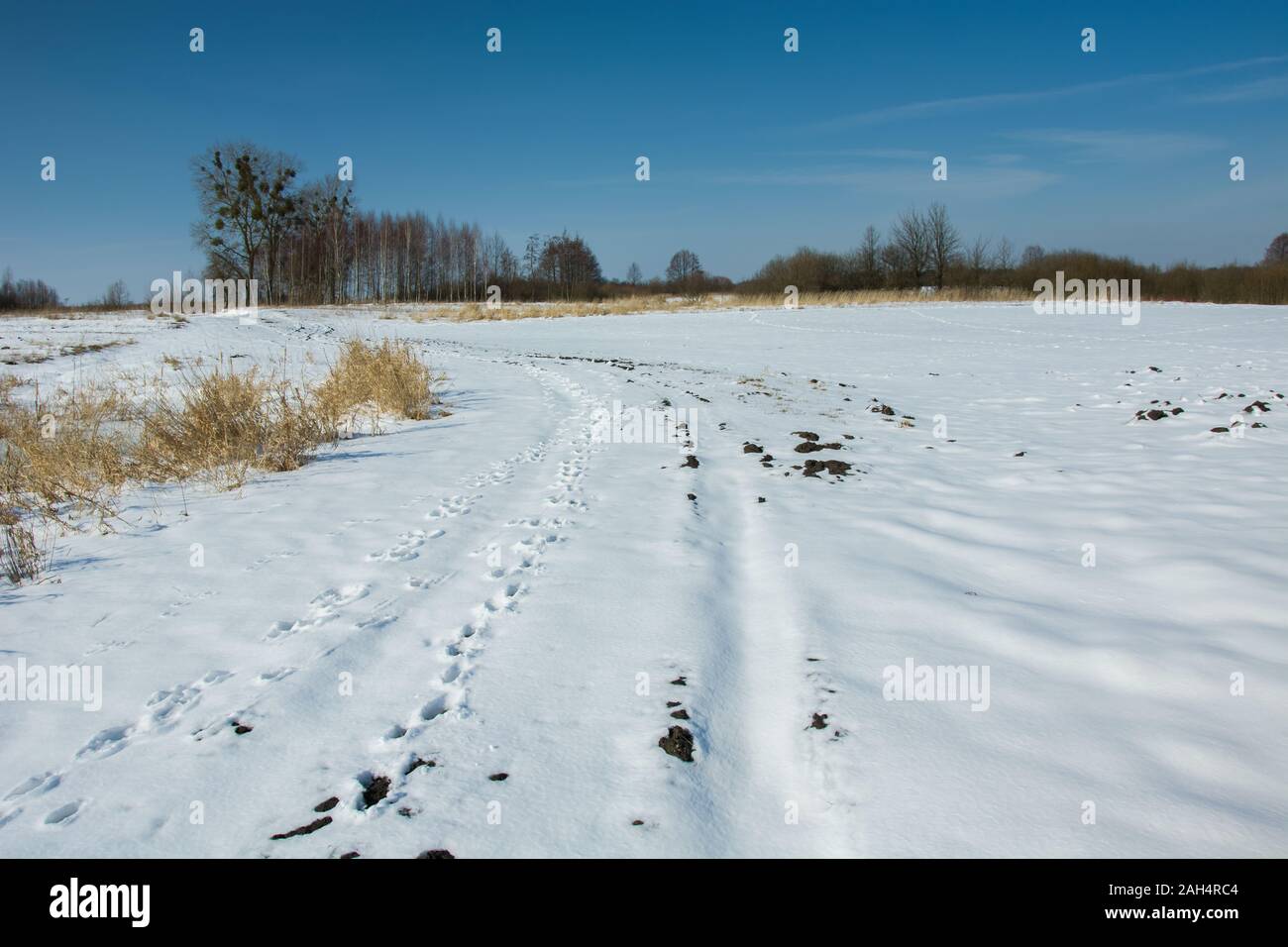 Coperte di neve strada rurale, alberi all'orizzonte e cielo blu Foto Stock