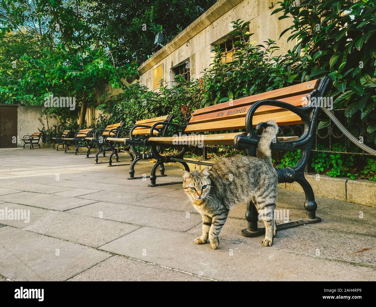 Cat ad Istanbul in Turchia. Senzatetto carino Cat. Un gatto di strada di Istanbul. Senzatetto animali tema Foto Stock