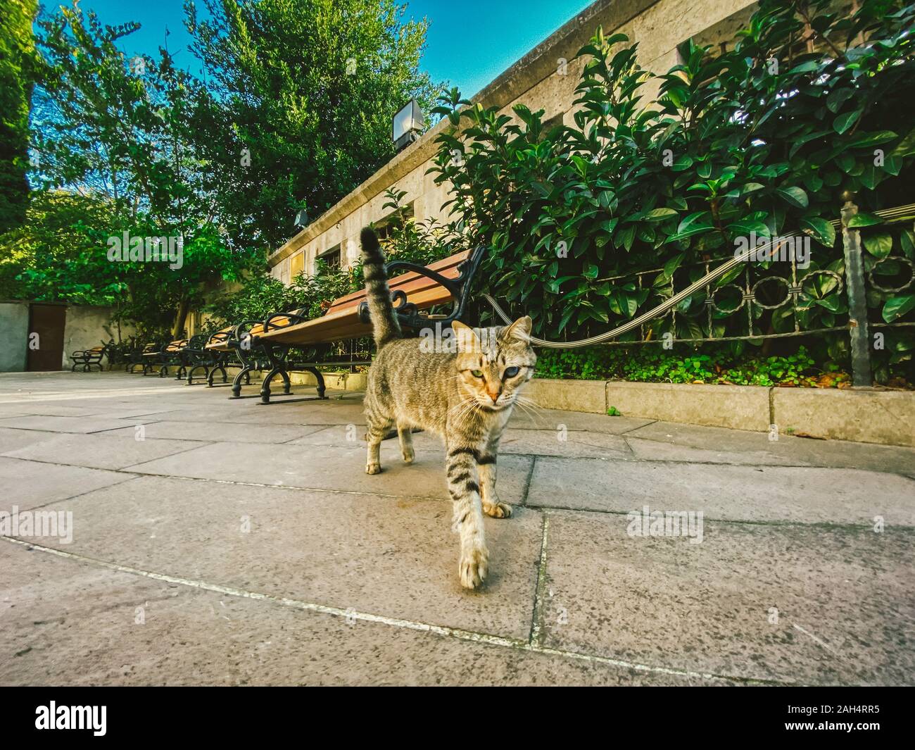 Cat ad Istanbul in Turchia. Senzatetto carino Cat. Un gatto di strada di Istanbul. Senzatetto animali tema Foto Stock