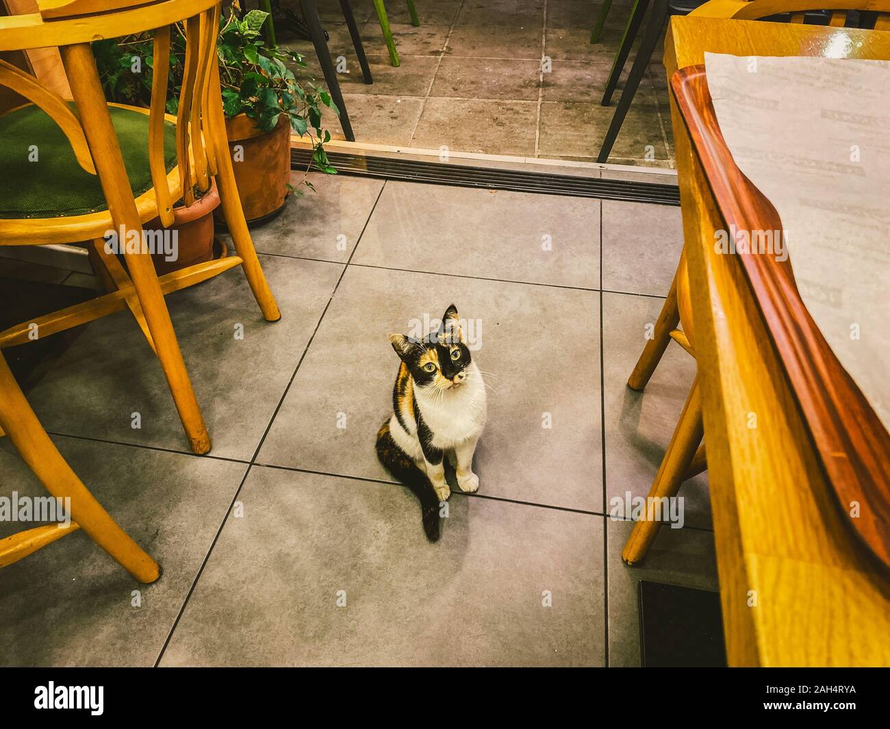 Cat ad Istanbul in Turchia. Senzatetto carino Cat. Un gatto di strada di Istanbul. Senzatetto animali tema. Insolente cat chiede per il cibo in un ristorante. Street Foto Stock