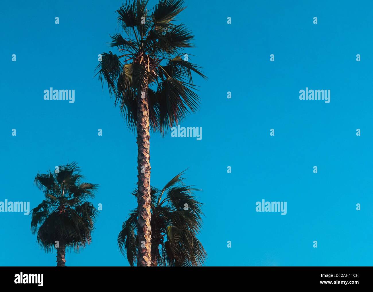 Palm Foto con copia spazio tre alberi di palma contro un cielo blu sullo sfondo Foto Stock