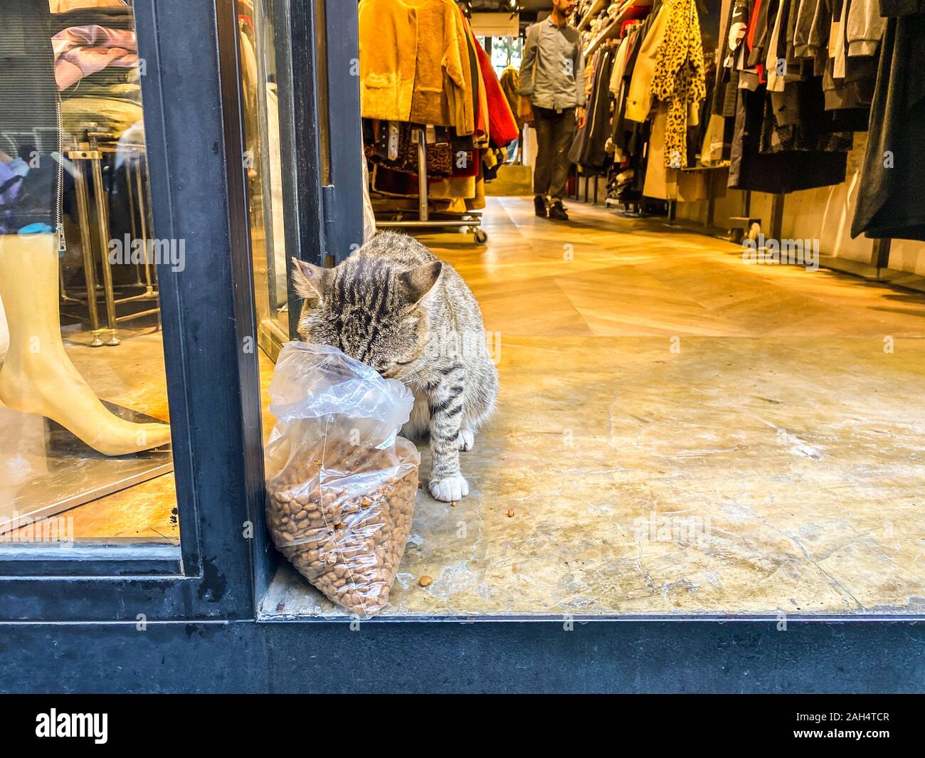 Cat ad Istanbul in Turchia. Senzatetto carino Cat. Un gatto di strada di Istanbul. Senzatetto animali tema. senzatetto vaganti cat street a mangiare cibo all'interno di un negozio in Foto Stock