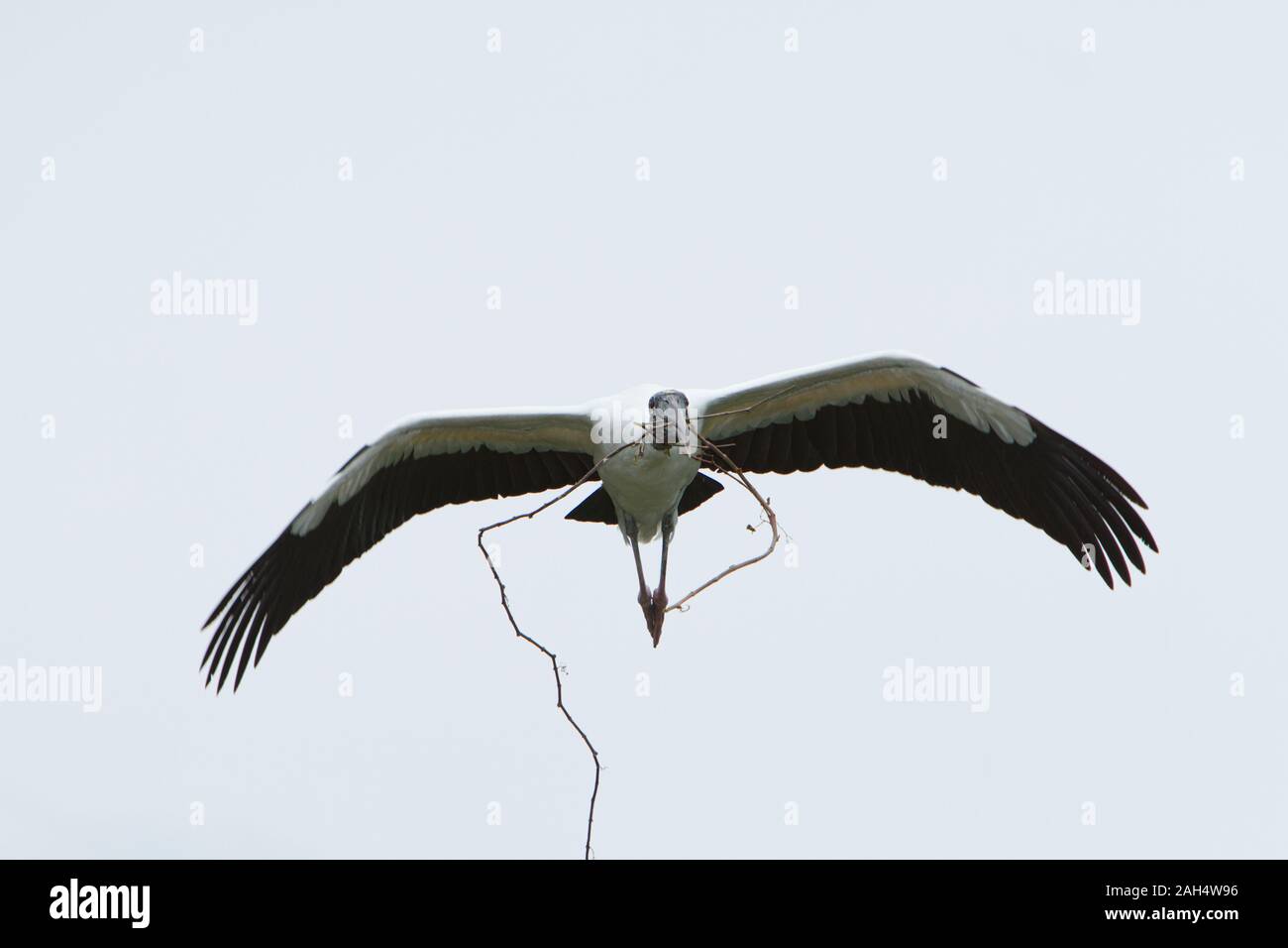 Una cicogna in legno con materiali di nidificazione nel becco battenti direttamente alla fotocamera. Foto Stock