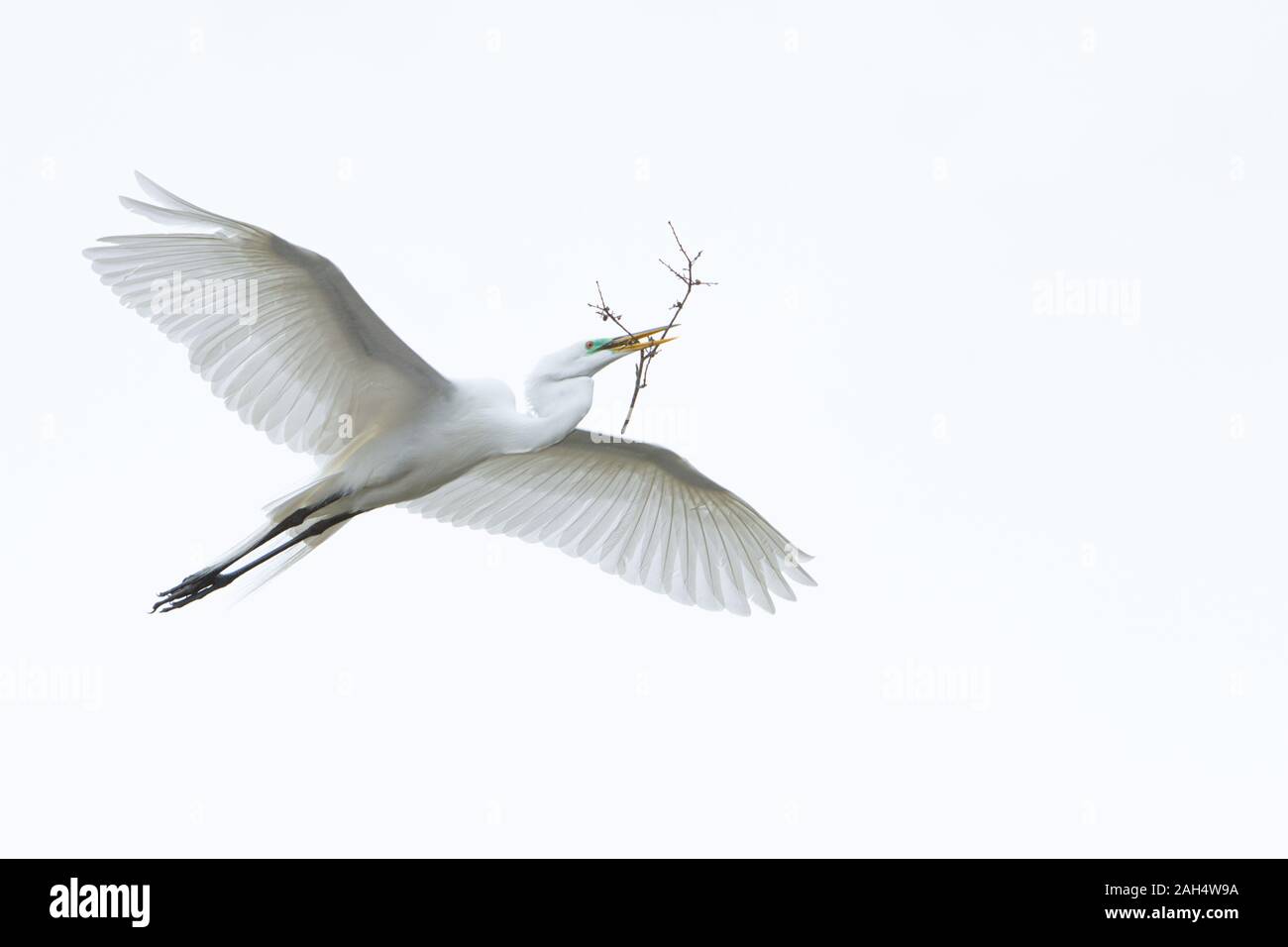 Un Airone bianco maggiore in volo con materiali di nidificazione. Foto Stock