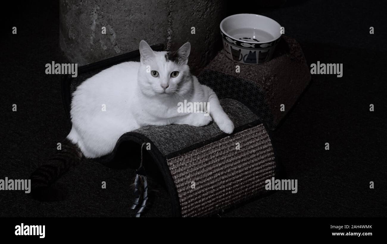 Gatto Protrait con marchio nero sulla testa e coda a righe nere che si rilassa su una sedia a onde lounger gatto con sisal vicino ciotola d'acqua. Foto Stock