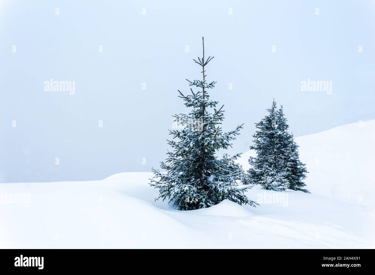 Semplice scena invernale con neve e due coperte di neve abeti contro pastello blu sullo sfondo. Minimalista paesaggio invernale in un giorno di neve. Copia spazio-fo Foto Stock