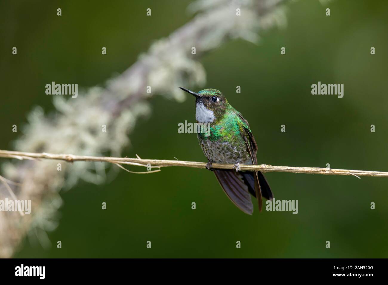 Tormalina Heliangelus Sunangel exortis Guango Lodge, Ecuador 10 dicembre 2019 femmina adulta Trochilidae Foto Stock