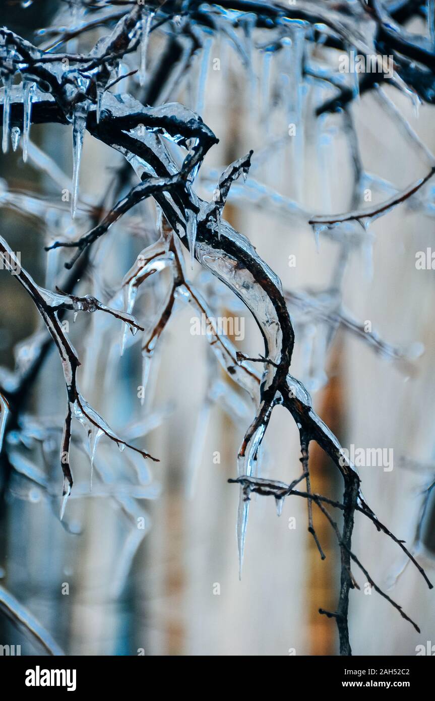 Congelate in ghiaccio i rami degli alberi. Congelati ramo di albero in inverno. Foto Stock