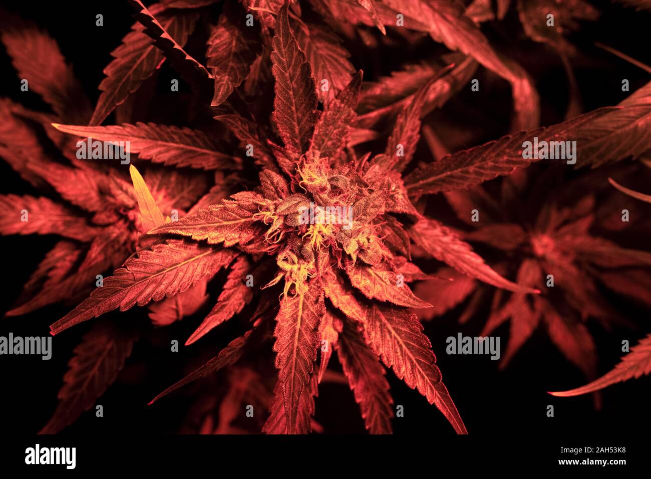 La cannabis bud in rosso l'illuminazione a led. medicinali bello ..marijuana bud ceppo top view close-up Foto Stock
