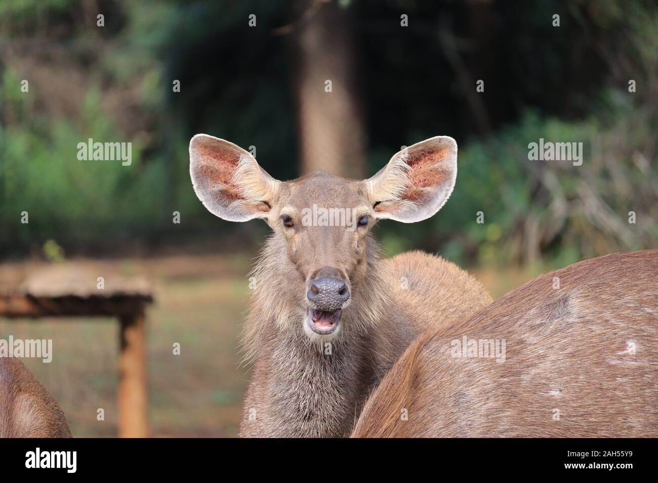 Un giovane cervo stag.Ritratto di Lonely Cervo con grandi corna di cervo al bosco di betulle, sfondo. Foto Stock