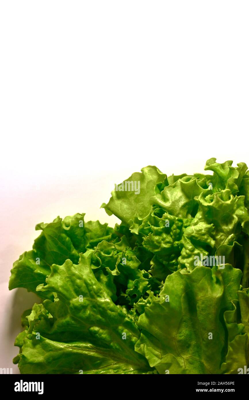 Un verde insalata di ricci di foglie fresche si trova nell'angolo inferiore destro. Foto Stock