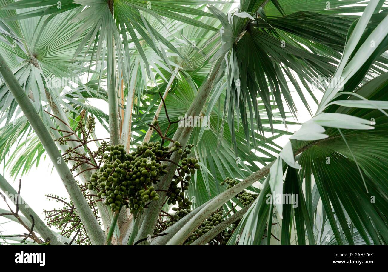 Closeup Palm tree e il mazzetto di plam frutta nella foresta tropicale. Fan di palma (Corypha umbraculifera) con foglie che sono palmately lobate. Piante ornamentali Foto Stock