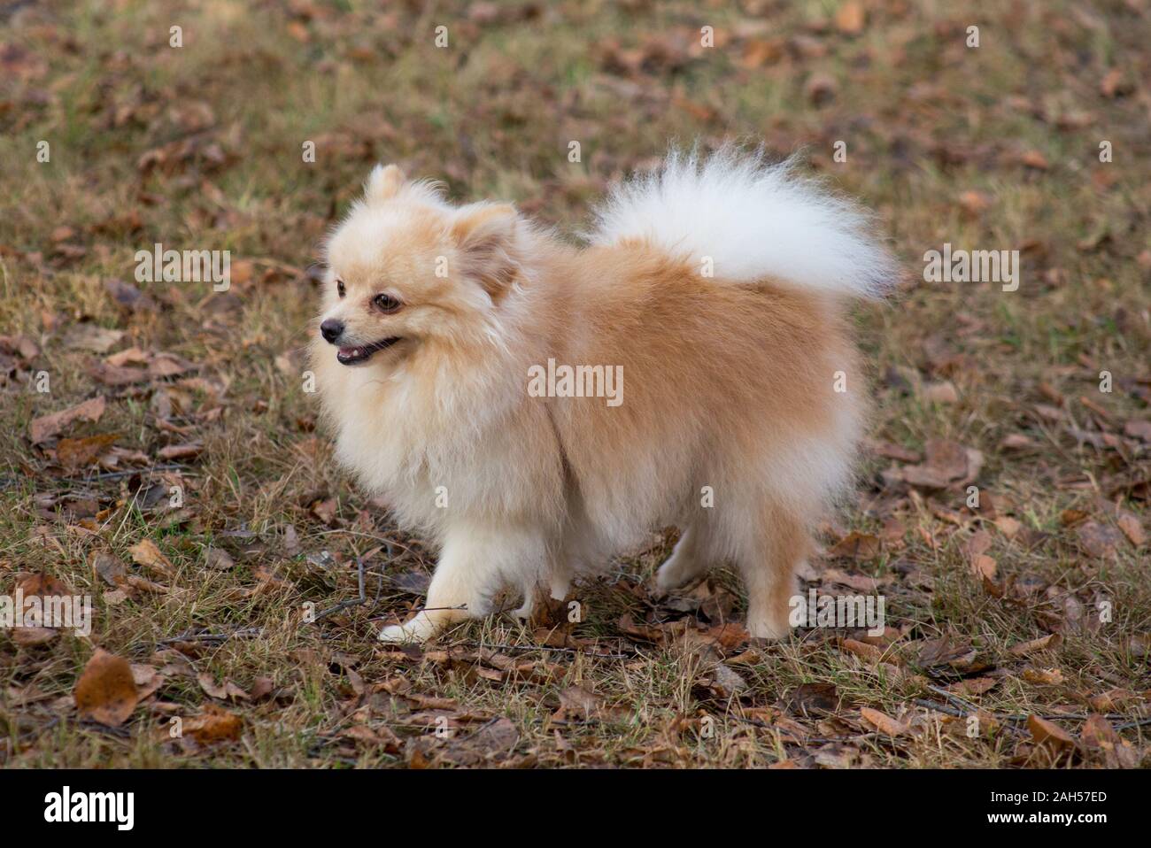 Carino pomerania spitz è camminare nel parco d'autunno. Gli animali da compagnia. Cane di razza. Foto Stock