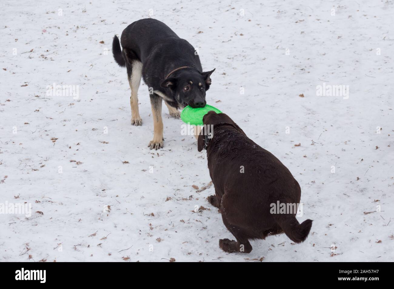 Est europeo di pastore e labrador retriever giocando con il suo giocattolo in winter park. Gli animali da compagnia. Cane di razza. Foto Stock