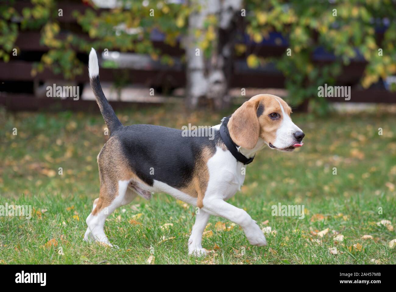 8 Different Types Of Beagles You Should To Know Beagle Puppy Dog Ages Beagle Dog