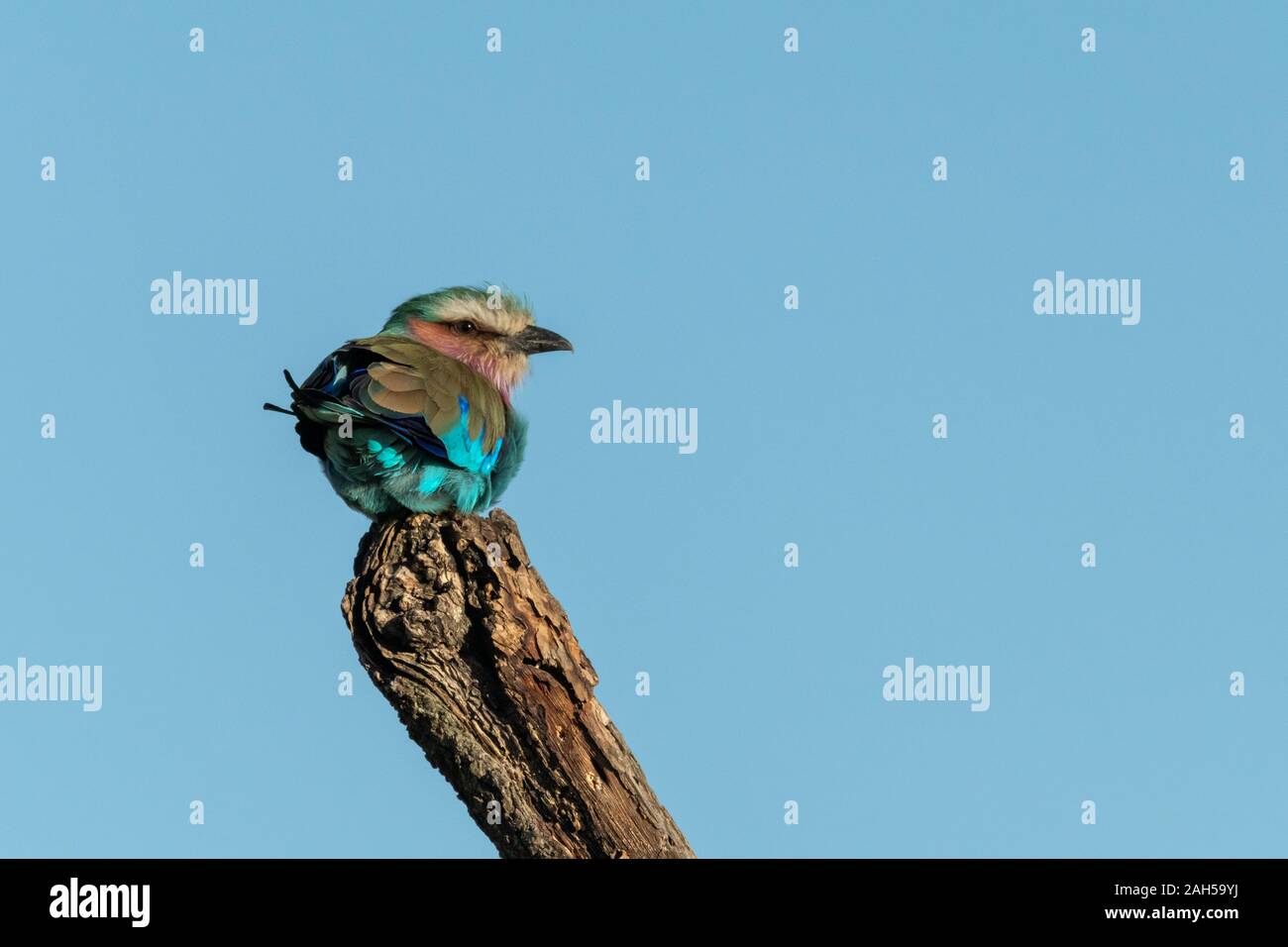 Lilla-rullo di petto della testa di tornitura ad occhio fotocamera Foto Stock