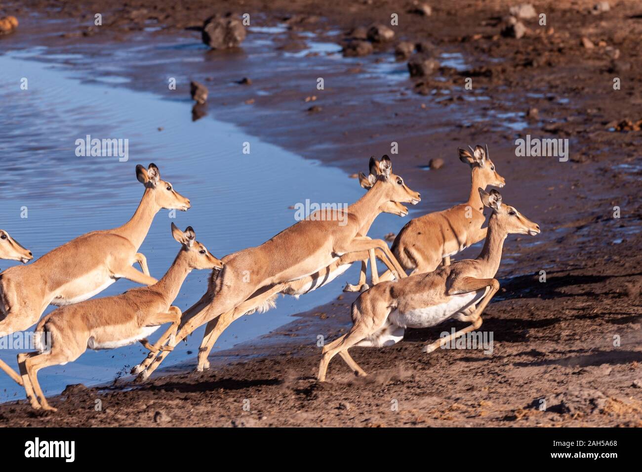 Un gruppo di impala -Aepyceros melampus- acceso nervosamente intorno al fiume nel Parco Nazionale Etosha, Namibia. Foto Stock