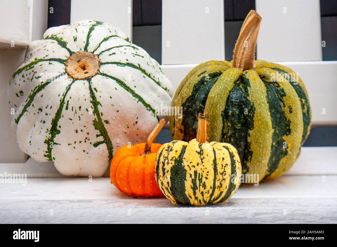 Carino piccolo zucche decorative su bianco backgroundrain Foto Stock