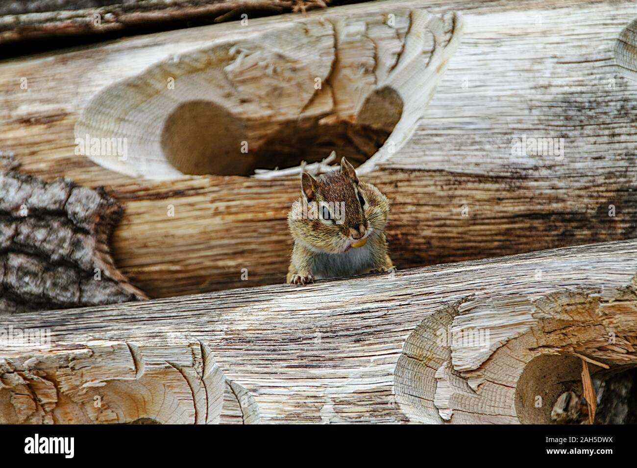 Piccolo Scoiattolo striado. American animali, Old Sturbridge Village, Massachusetts, USA, maggio 2012 Foto Stock