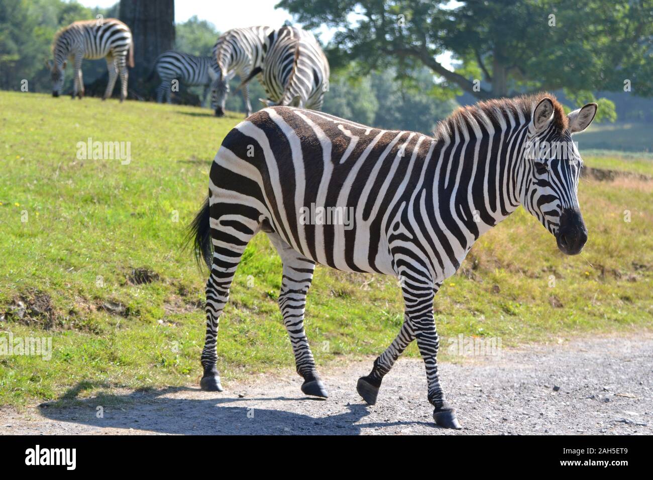 Zebre a Longleat Safari Park, Warminster, Wiltshire, Inghilterra, Regno Unito Foto Stock