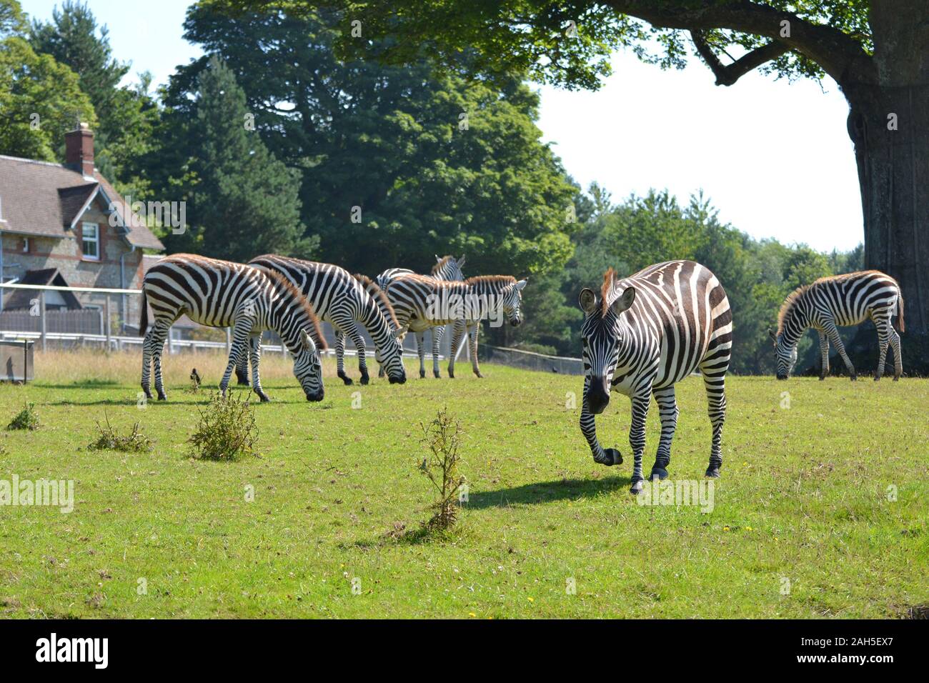 Zebre a Longleat Safari Park, Warminster, Wiltshire, Inghilterra, Regno Unito Foto Stock