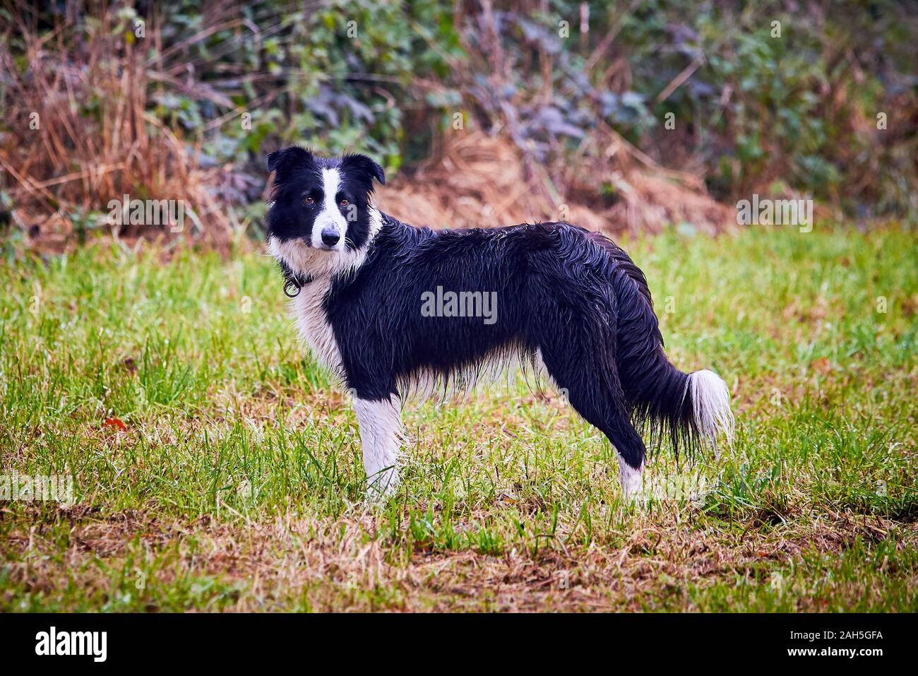 Bellissimo Border Collie sul prato Foto Stock