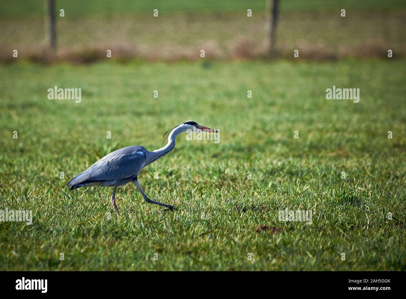 Primo piano di un airone cenerino caccia in un prato ( Ardea cinerea ) Foto Stock