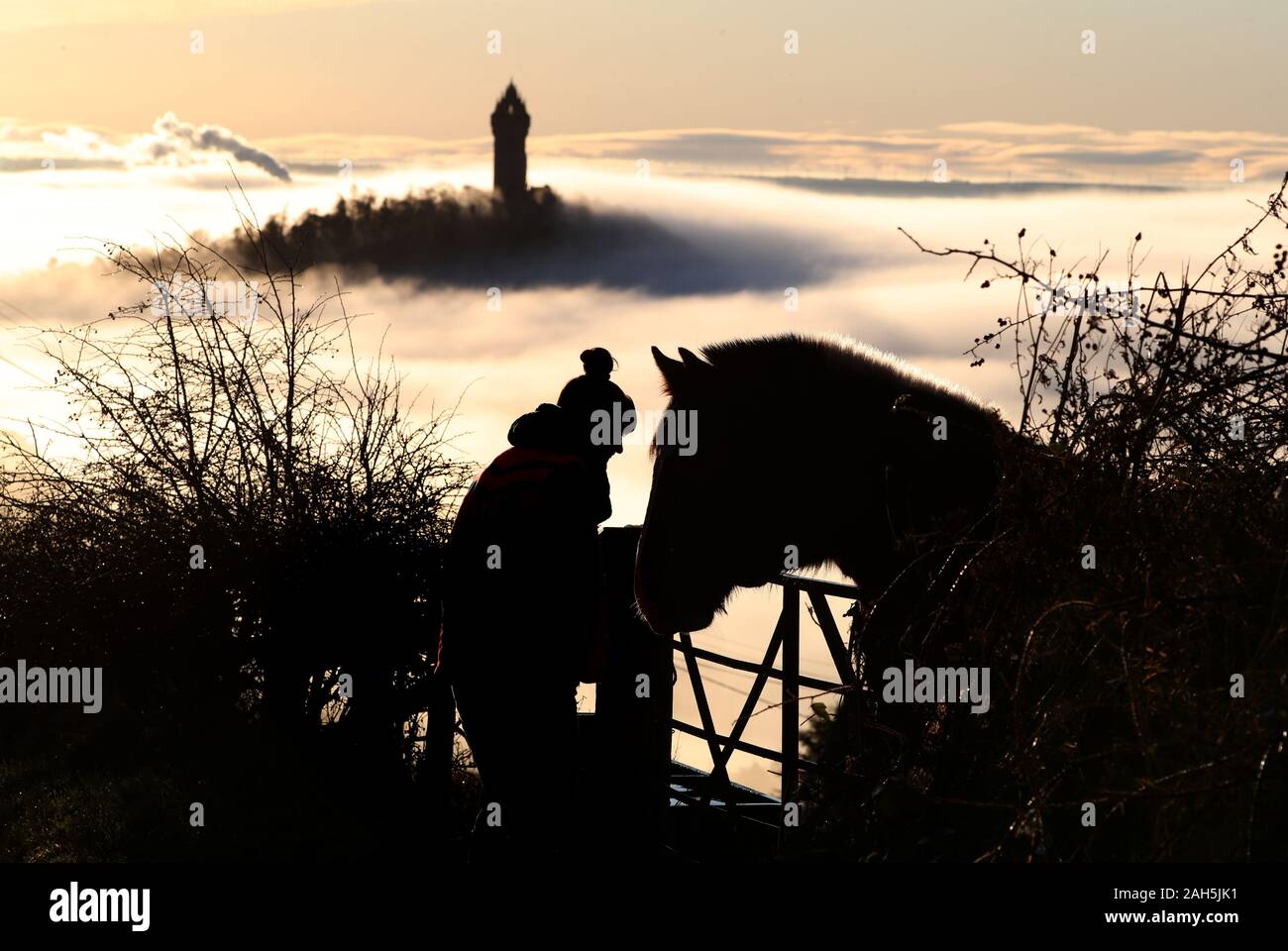 I cavalli sono alimentati come il Monumento Wallace è avvolta nella nebbia come carri attraverso il Carse di Stirling. Foto Stock