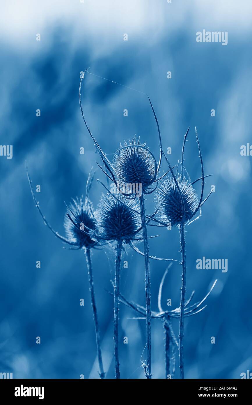 Tonica immagine con colori di tendenza del 2020 anno blu classico. Seme secco testa di teasel in fasci al tramonto. Close-up di wild teasel fiore, le due tonalità colore Foto Stock