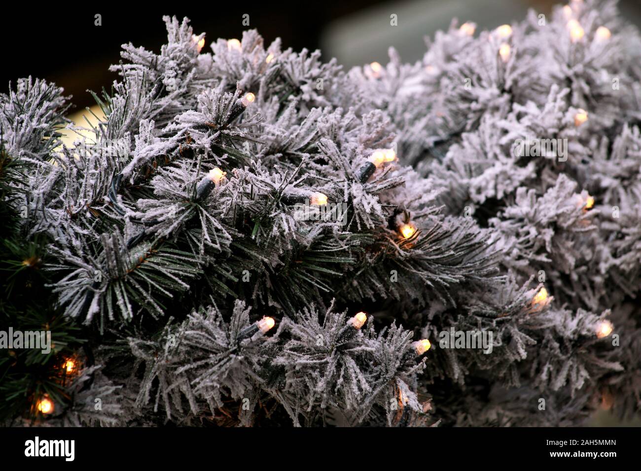 Tradizionale Natale luci lampeggianti su rametti verde albero del pino coperto con uno strato di neve in inverno. Abete rami con riso stringa lampadine delle luci. Foto Stock