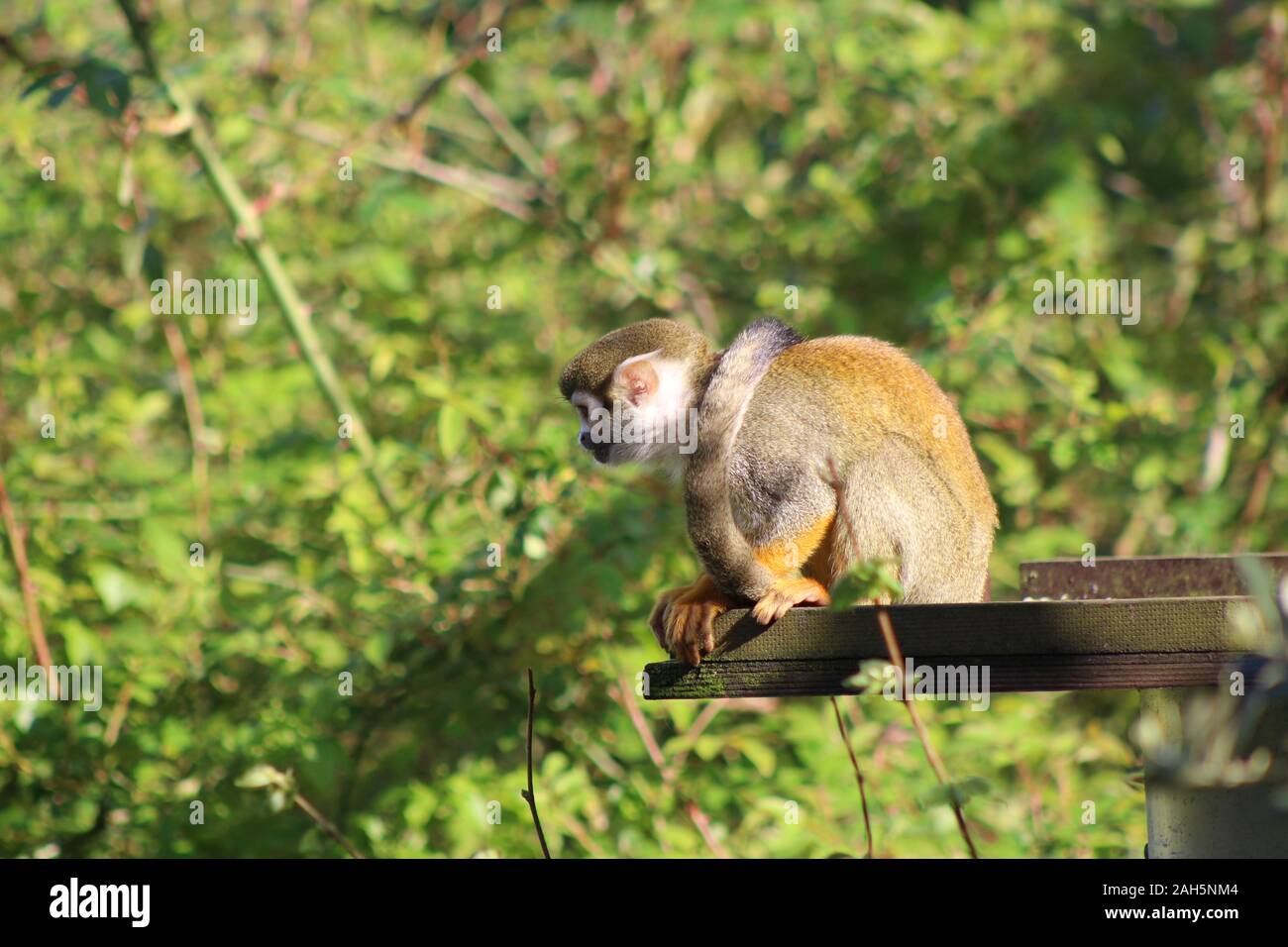 Monkey, lo Zoo di Bristol, estate 2018 Foto Stock
