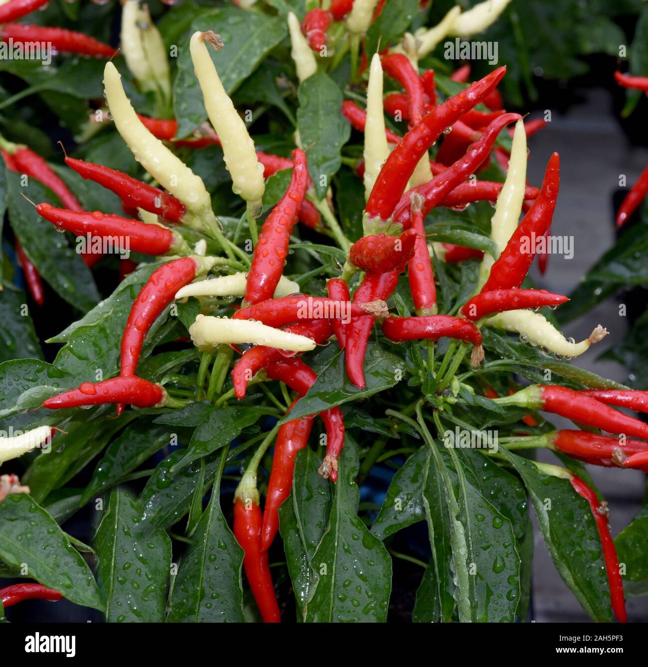 Topfchili, Zierpaprika, Capsicum Medusa, ist eine Gewuerz- und Zierpflanze mit roten und gelben Schoten die sehr scharf sind. Pot chili, ornamentali pa Foto Stock