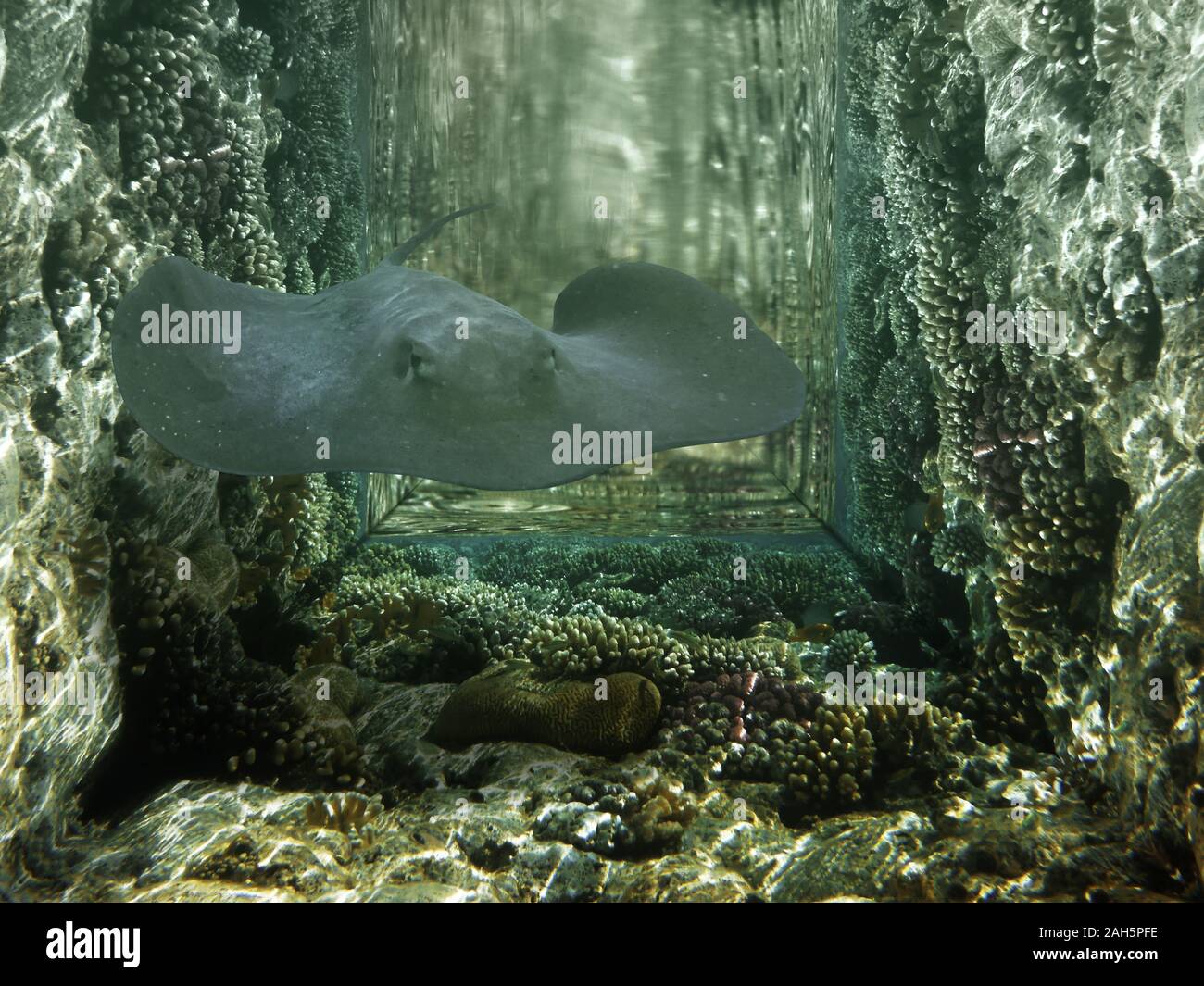 Il mondo sottomarino nel mare tropicale. Il concetto di pericolo e la paura. Multi-coralli colorati, stingray acqua del mare turchese in un tunnel tenebroso, collage Foto Stock
