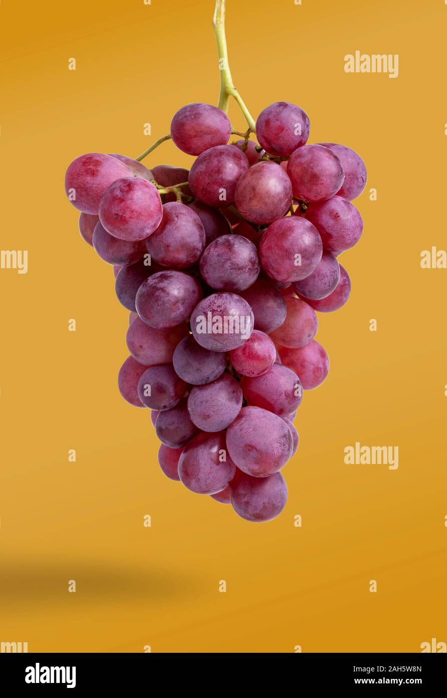 Grappolo di uva rossa isolato su sfondo arancione Foto Stock