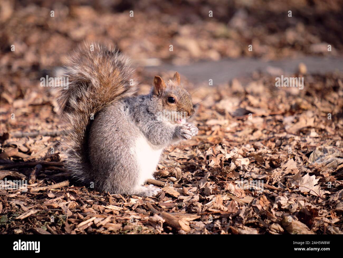 Un ingrassare grigio orientale scoiattolo (Sciurus carolinensis) pronto per l'inverno sulle zampe posteriori lateralmente zampe anteriori uniti con la bocca aperta, in pieno sole invernale Foto Stock
