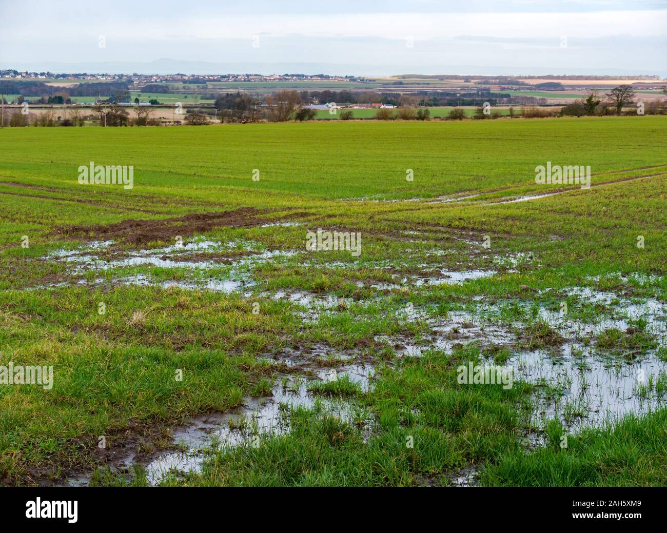 Saturo di acqua allagata fangoso campo di coltivazione nel paesaggio agricolo, East Lothian, Scozia, Regno Unito Foto Stock