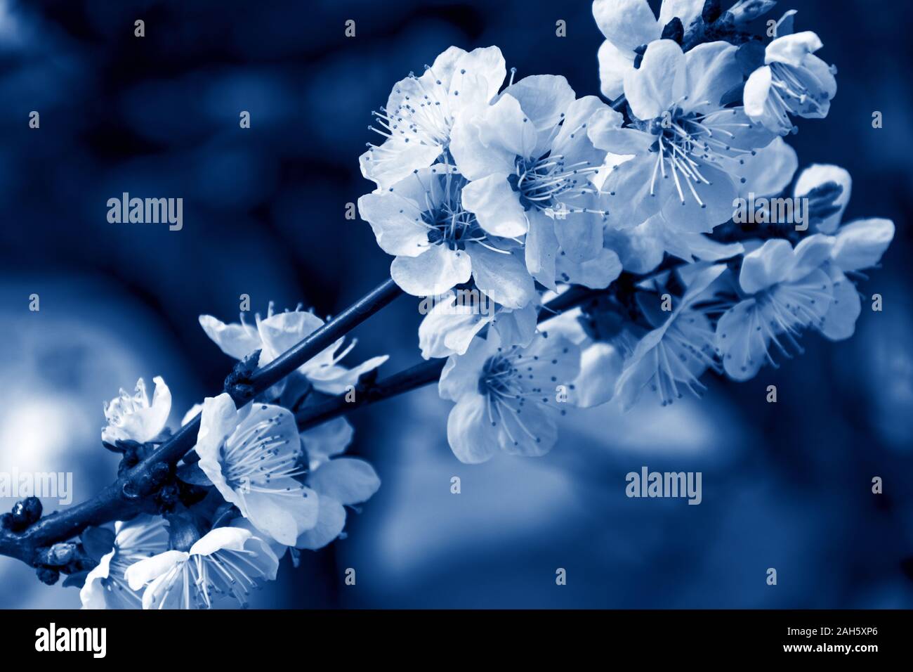 Blooming ramo di albero in un classico di colore blu. Flower tree . Sprintime. Giardino fiorito, un paesaggio fantastico. Foto Stock