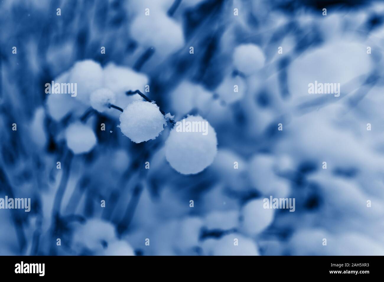 Snowy bush all'esterno colorato in moderno classico colore blu del 2020. Inverno sfondo. Foto Stock