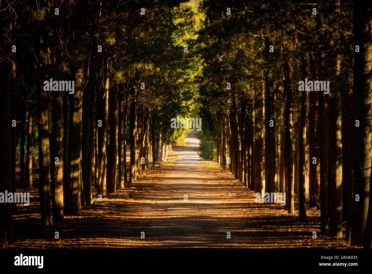 Strada di campagna con cipressi all'interno di Tatoi station wagon - ex palazzo Foto Stock