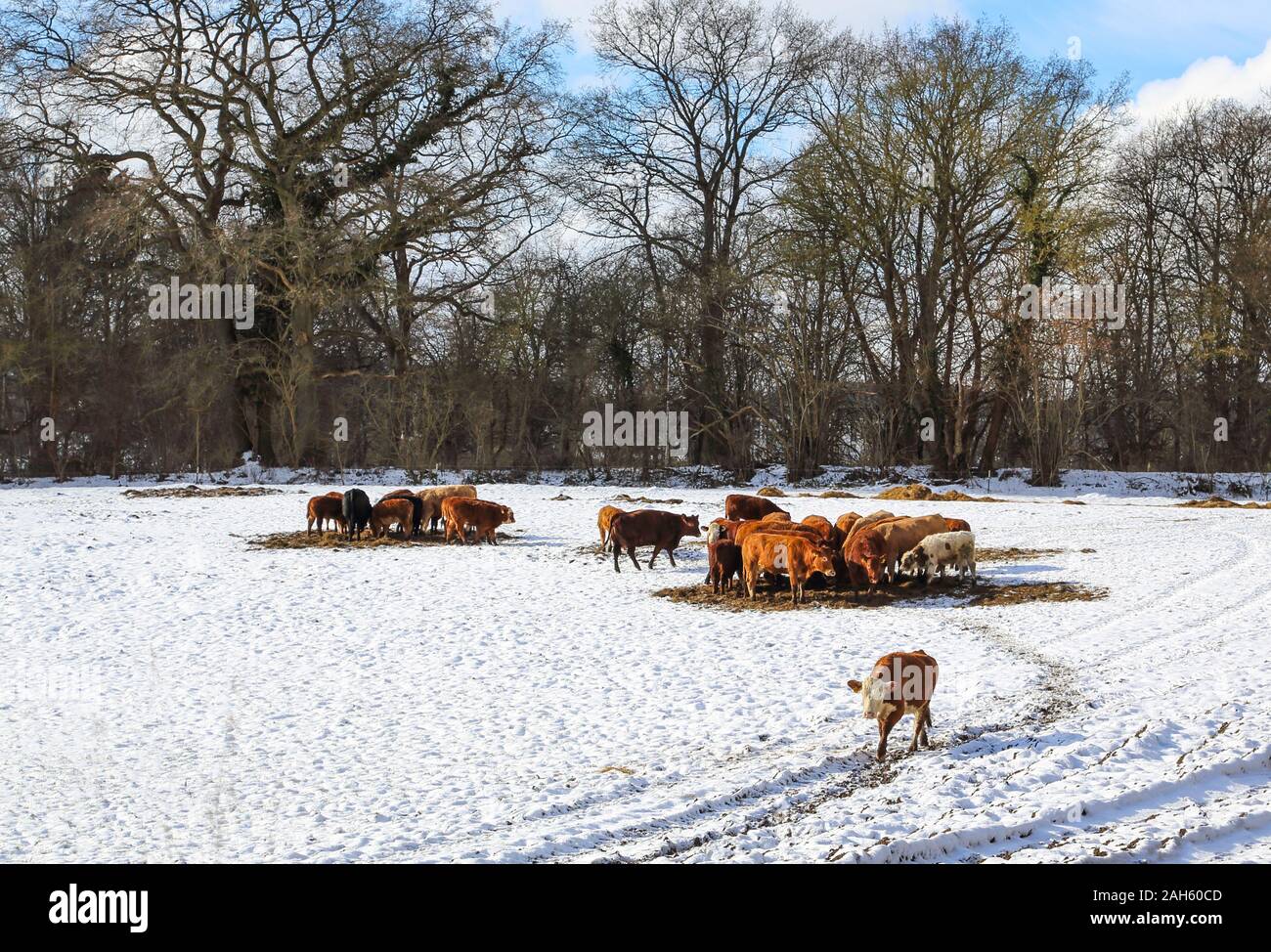 Due gruppi di vacche riuniti intorno alla mangiatoia su una bella giornata d'inverno. Una singola mucca allontanata dal gruppo. Foto Stock