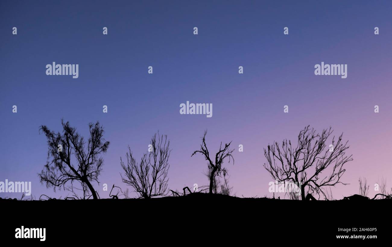 immagine sognante dalla silhouette di tamerici nel deserto di dasht e lut o sahara al crepuscolo Foto Stock