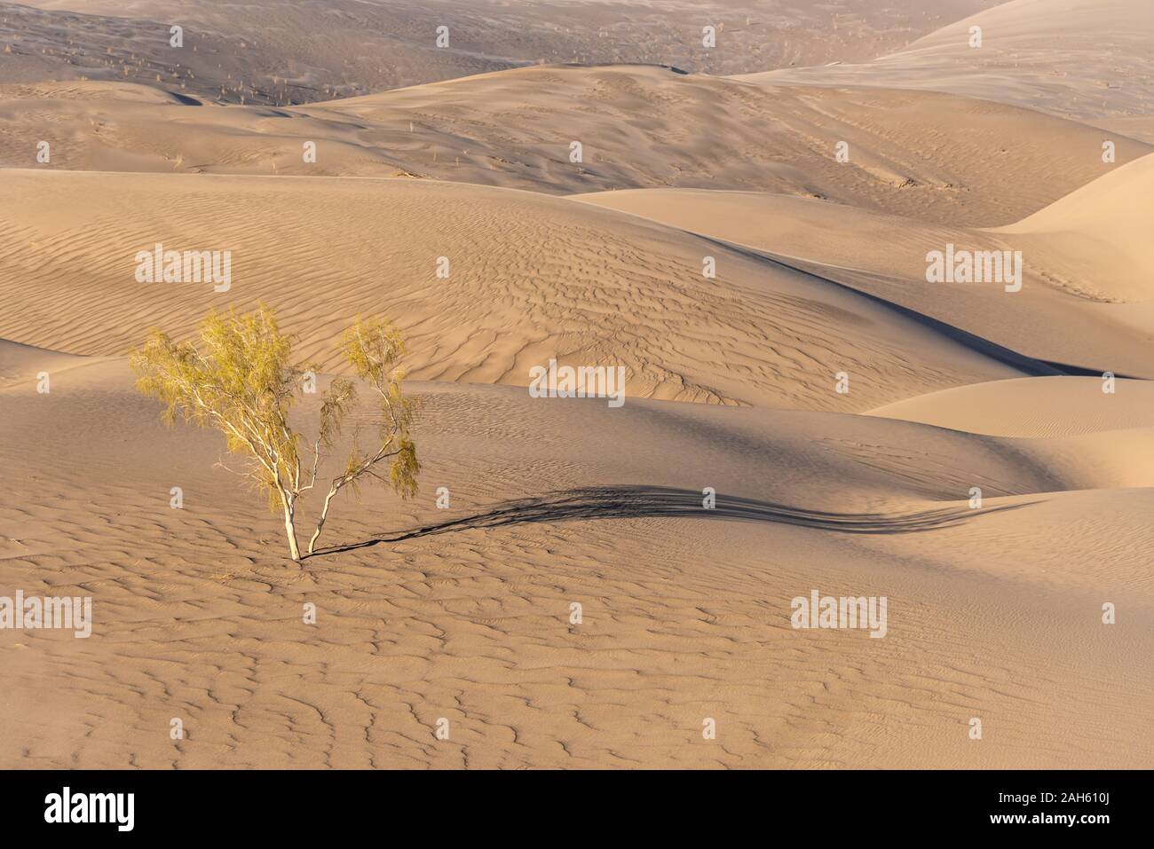 Un vivo tamarisco nel deserto lut Foto Stock