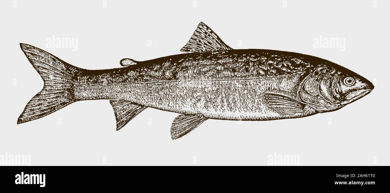 Trota del lago, salvelinus namaycush in vista laterale dopo un'incisione storica del 19 ° secolo Illustrazione Vettoriale