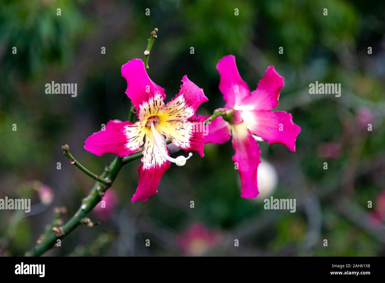 Fiori rosa e bianco di Ceiba speciosa (albero di seta) a Madeira, Portogallo Foto Stock