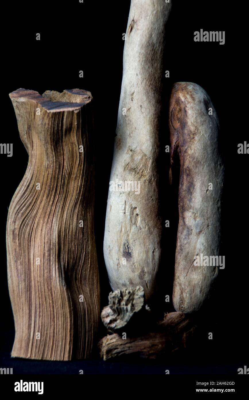 Legni lucidi dal mare Foto Stock