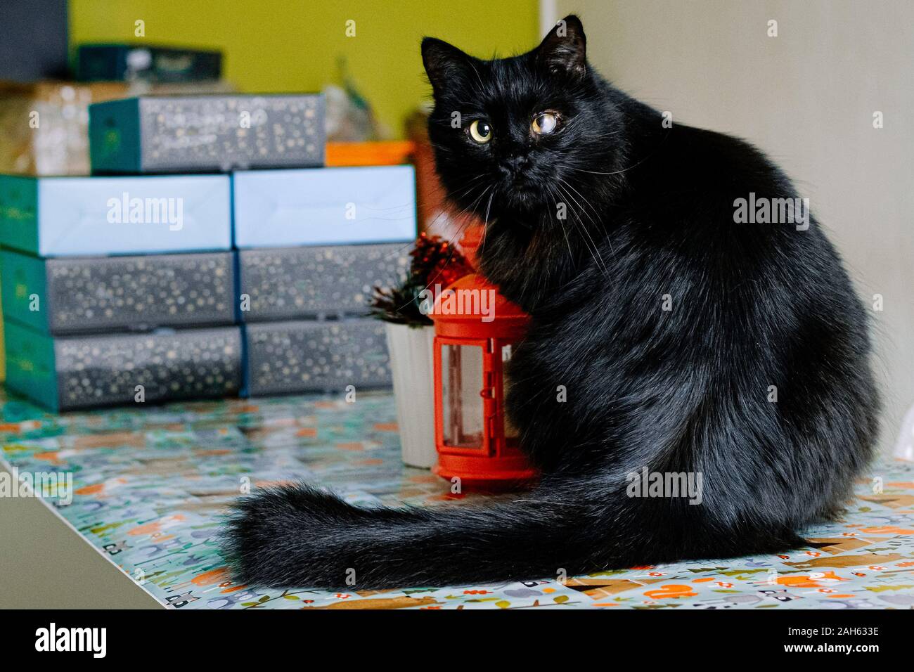 Gatto nero con scarsa capacità visiva, ferito occhio cattivo presagio. seduti su un tavolo vicino a confezioni regalo Foto Stock