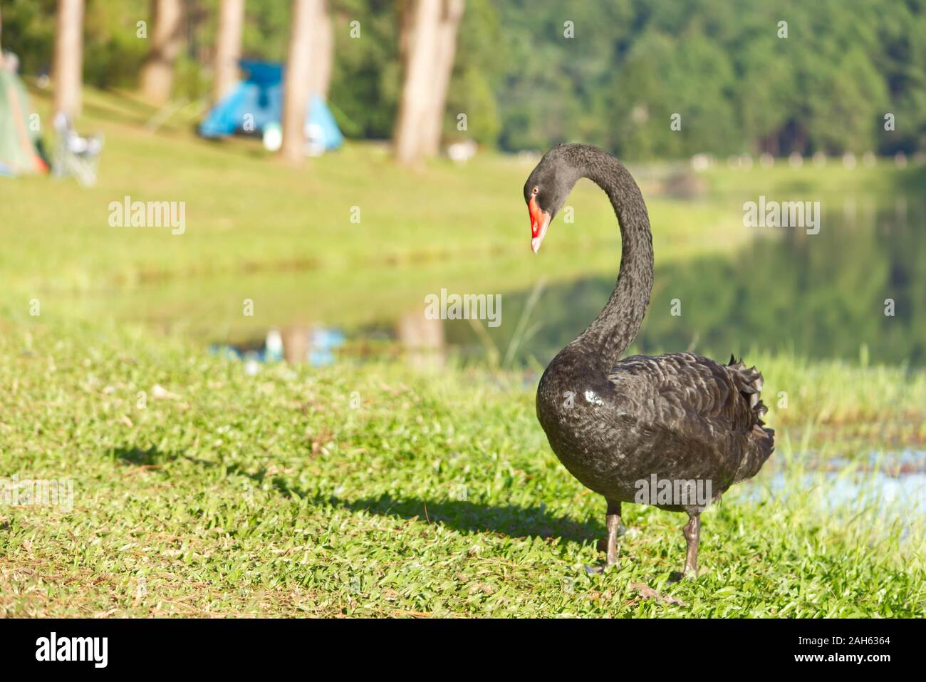 Black Swan sul prato Acqua di sfondo e alberi a Pang Tong serbatoio in Mae Hong Son , della Thailandia. Foto Stock