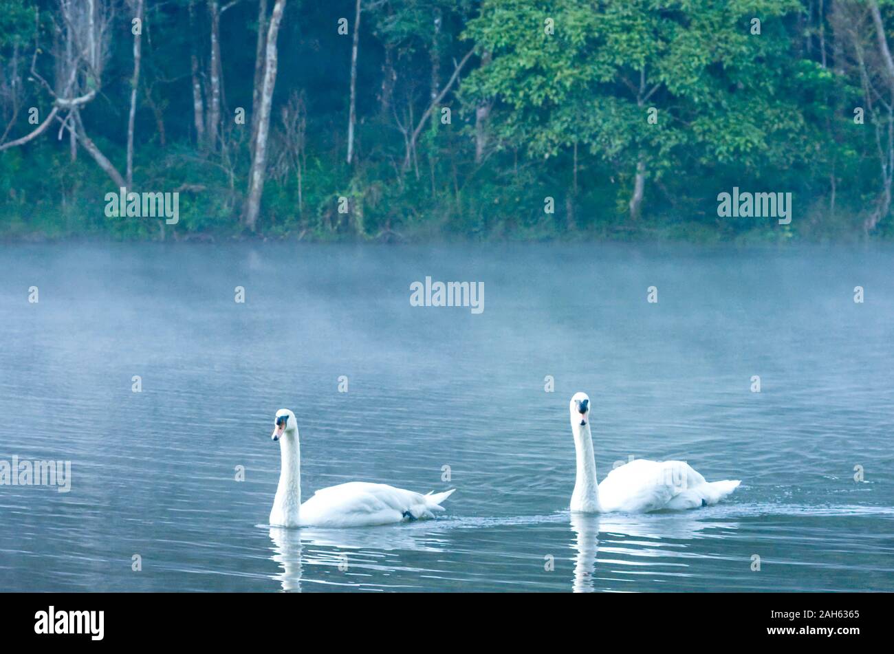 Il White Swan nuoto nebbia sfondo galleggiare sull'acqua a Pang Tong serbatoio in Mae Hong Son , della Thailandia. Foto Stock